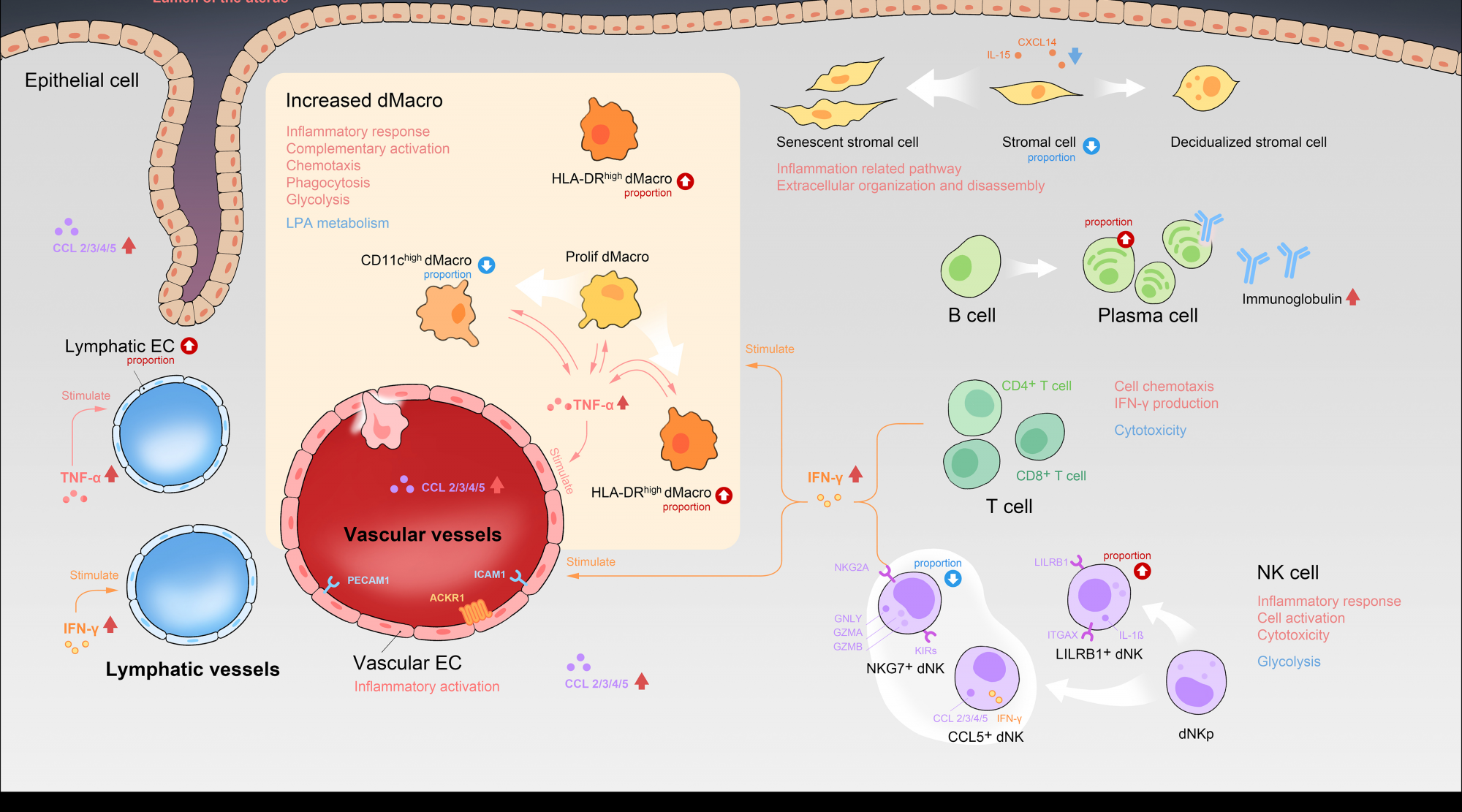 华西第二医院秦朗教授团队在产科抗磷脂综合征相关复发